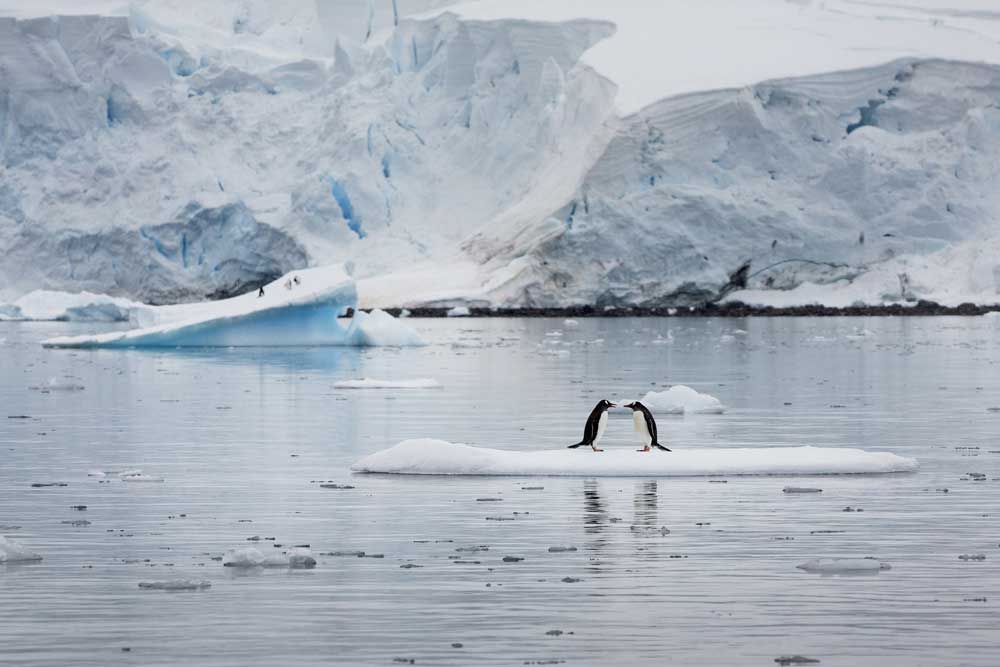 Greenpeace - Tierwelt in der Antaktis